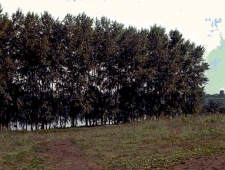 Тополь черный (осокорь)